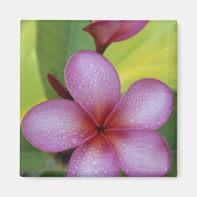 Flower, Plumeria sp.), South Pacific, Niue Magnet (Front)