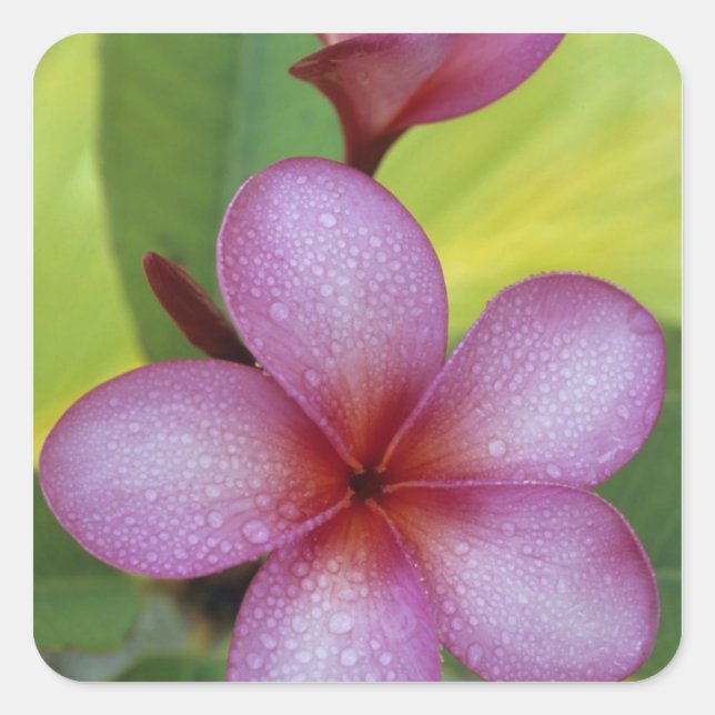 Flower, Plumeria sp.), South Pacific, Niue Square Sticker (Front)