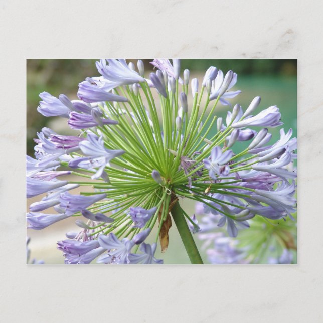 Flower Post Card (Front)