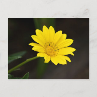 Flower Postcard