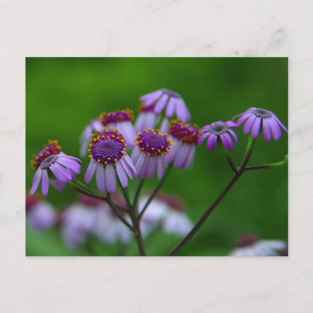 Flower Postcard (Front)
