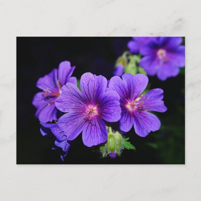 Flower Postcard (Front)