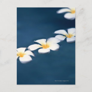 Flower Postcard