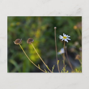 Flower Postcard