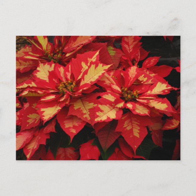 Flower Postcard (Front)