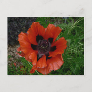 Flower postcard