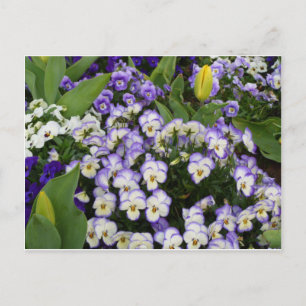 Flower Postcard