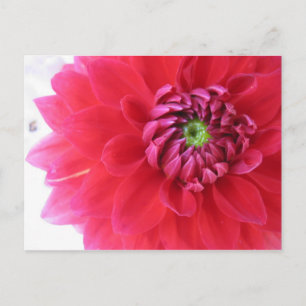 flower postcard