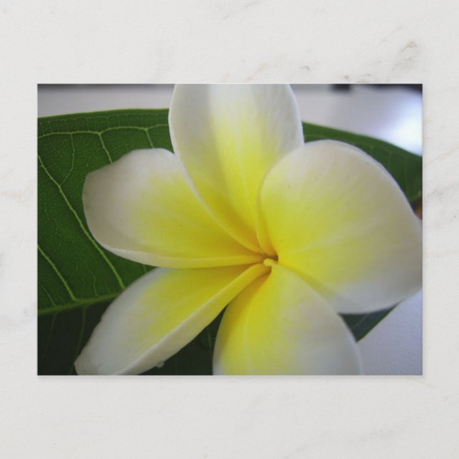 Flower postcard (Front)