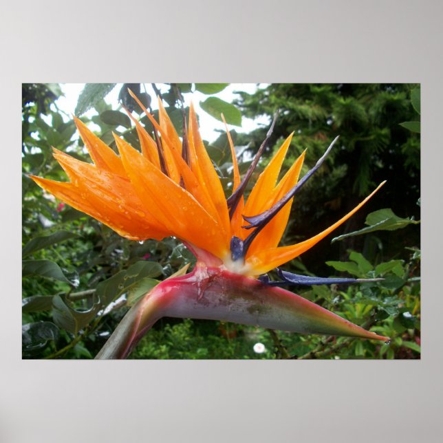 Flower poster (Front)