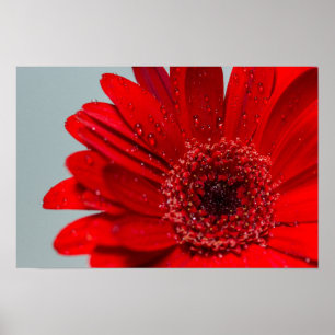 flower poster