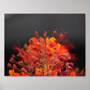 Flower Poster
