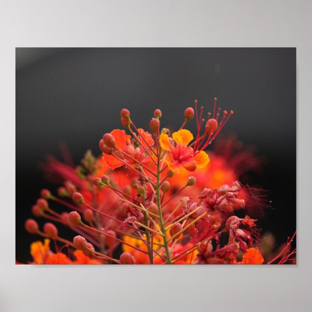 Flower Poster (Front)