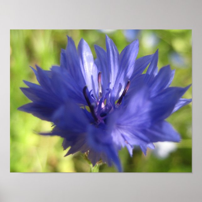 Flower poster (Front)