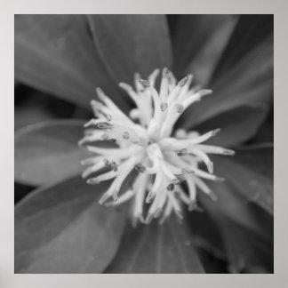 Flower Poster