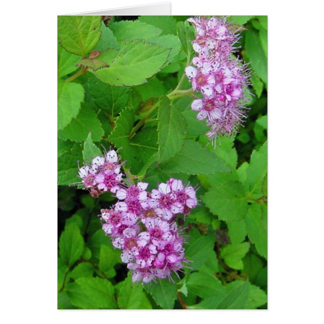 flower power (Front)