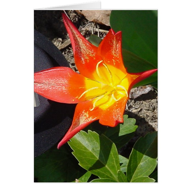 Flower Power (Front)