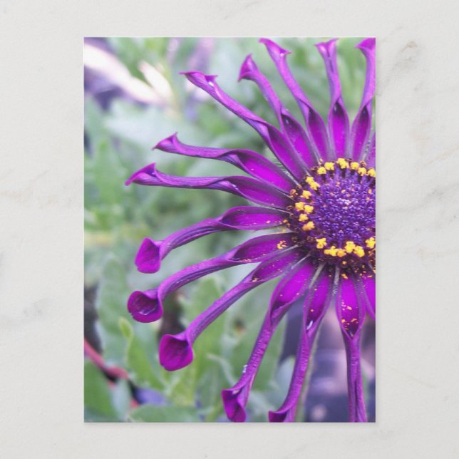 Flower Power Spider Purple Postcard (Front)