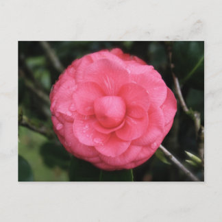 flower rose, mauritius, mylifeisart postcard