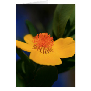 Flower Shadow