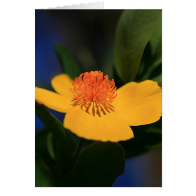 Flower Shadow (Front)