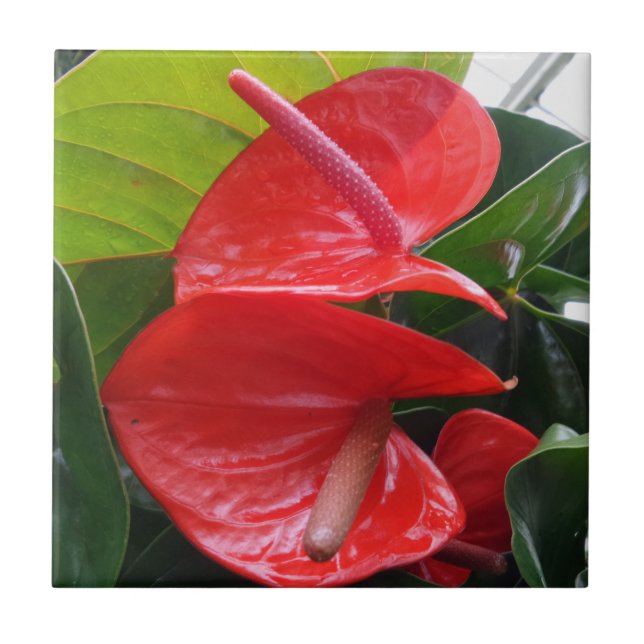 Flower Small (4.25" x 4.25") Ceramic Photo Tile (Front)