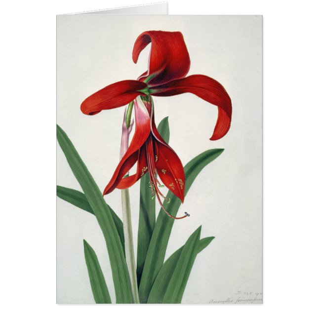 Flower Study, (Front)