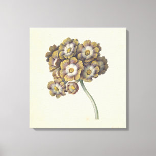 Flower study, Maria Margaretha van Os, 1790 - 1862 Canvas Print