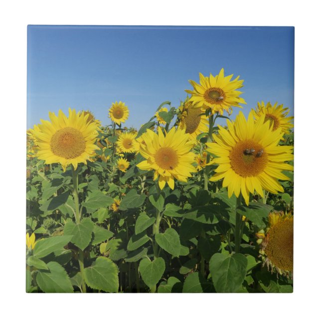 flower, sun, plant, nature, summer, floral, tile (Front)