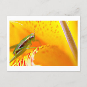 flower surfer postcard