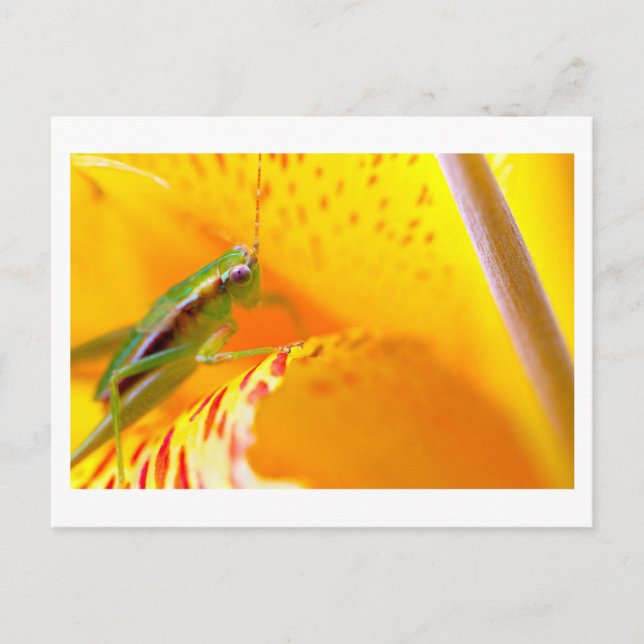 flower surfer postcard (Front)