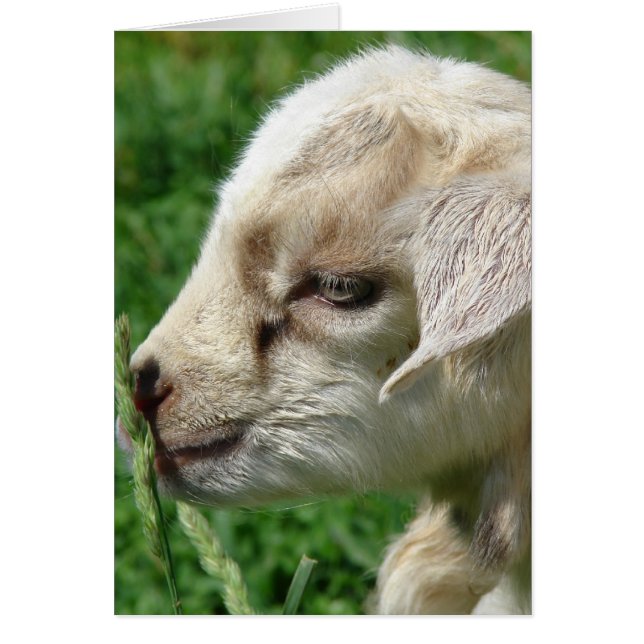 Flower the Goat Kid (Front)