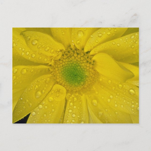 Flower yellow flowers postcard (Front)