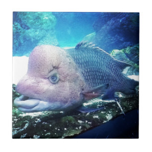 Flowerhorn Cichlid Fish Tile