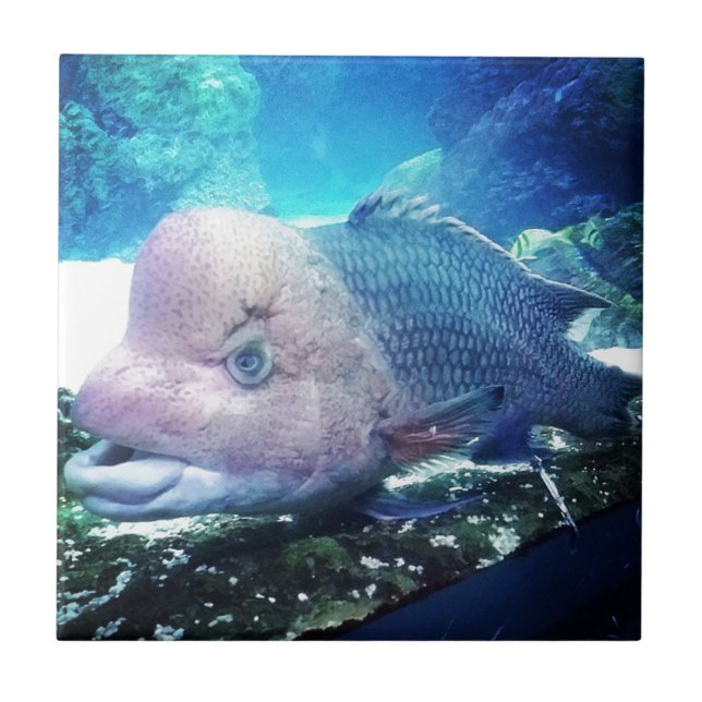 Flowerhorn Cichlid Fish Tile (Front)