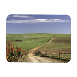 Flowering aloes near Caledon, Western Cape Magnet