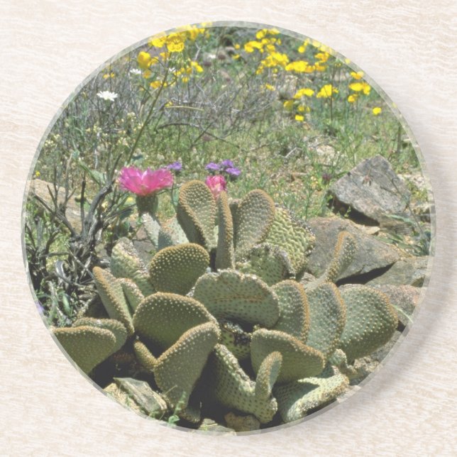 Flowering Beavertail Cactus With Wildflowers flowe Coaster (Front)