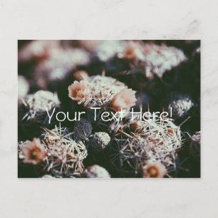 Flowering Blossoming Cactus Plants Postcard