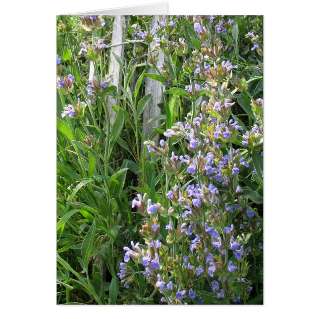 Flowering Blue Sage Blank Cards (Front)