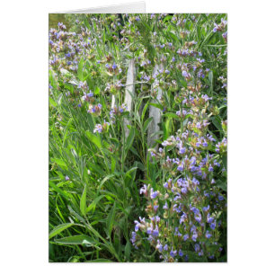 Flowering Blue Sage Blank Cards