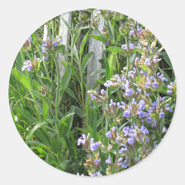 Flowering Blue Sage Herb Sticker (Front)