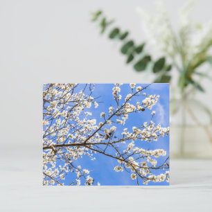 Flowering Branch Watercolor Print – Botanical Art