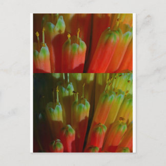 Flowering BUDS : Cactus Wild :  Greetings,Goodluck Postcard