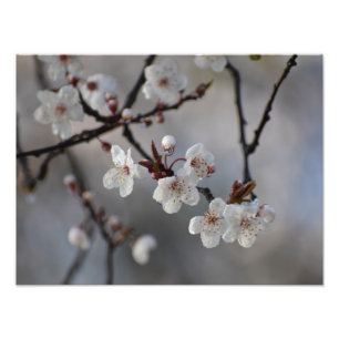Flowering Cherry Tree  Photo Print