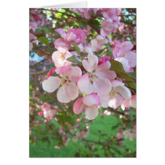 Flowering Crab-apple Blossoms