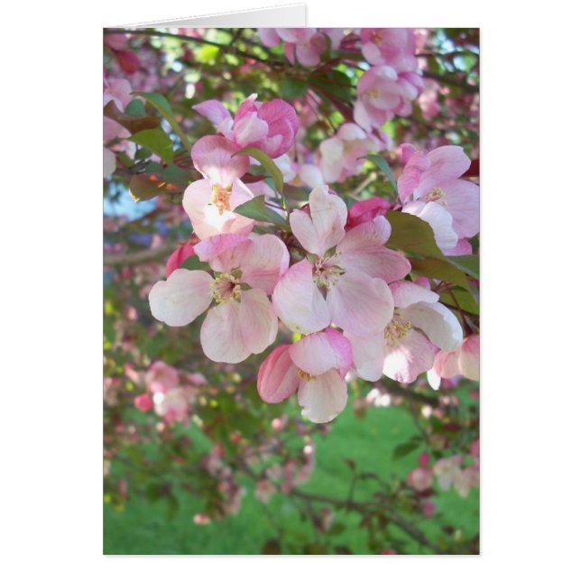 Flowering Crab-apple Blossoms (Front)