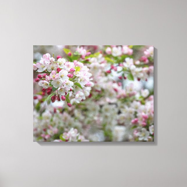Flowering Crab-apple Canvas Print (Front)