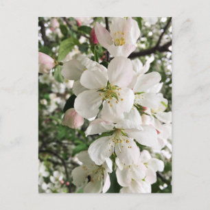 Flowering Crabapple Postcard
