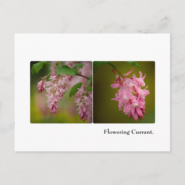 Flowering Currant Postcard (Front)