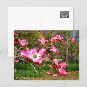 Flowering Dogwood Postcard